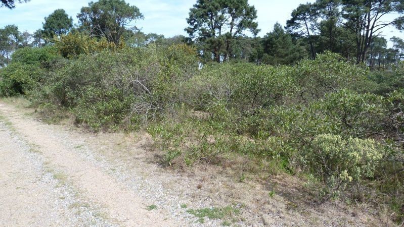 Terreno a una cuadra de la avenida principal en Chihuahua