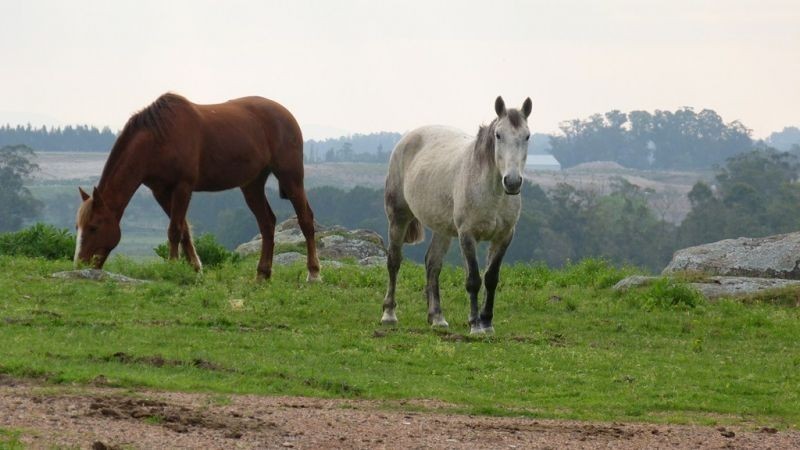 325,32 hectáreas a 10 km de Maldonado con costa sobre el arroyo