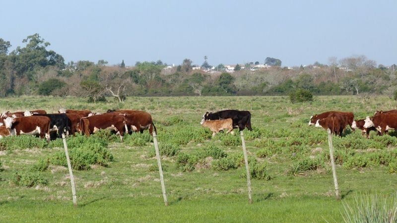 Buen campo ideal pastoreo ubicado a 2 km de San Carlos