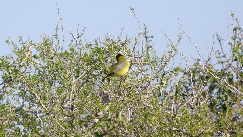 Buen campo ideal pastoreo ubicado a 2 km de San Carlos