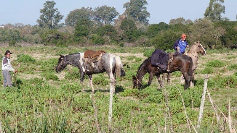 Buen campo ideal pastoreo ubicado a 2 km de San Carlos