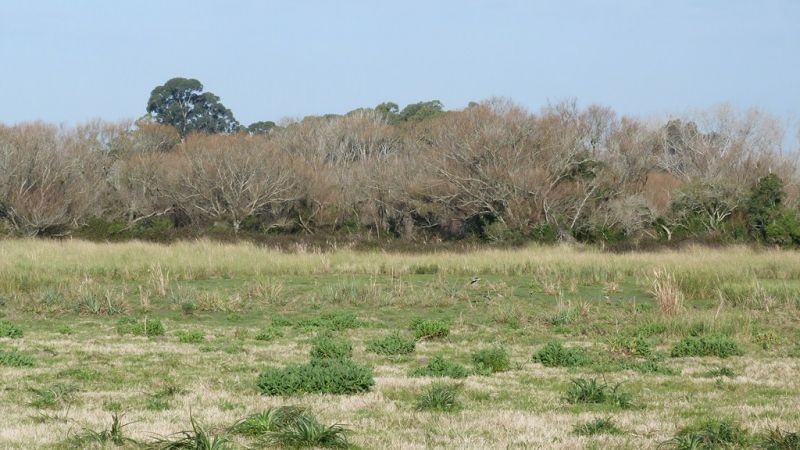 Buen campo ideal pastoreo ubicado a 2 km de San Carlos