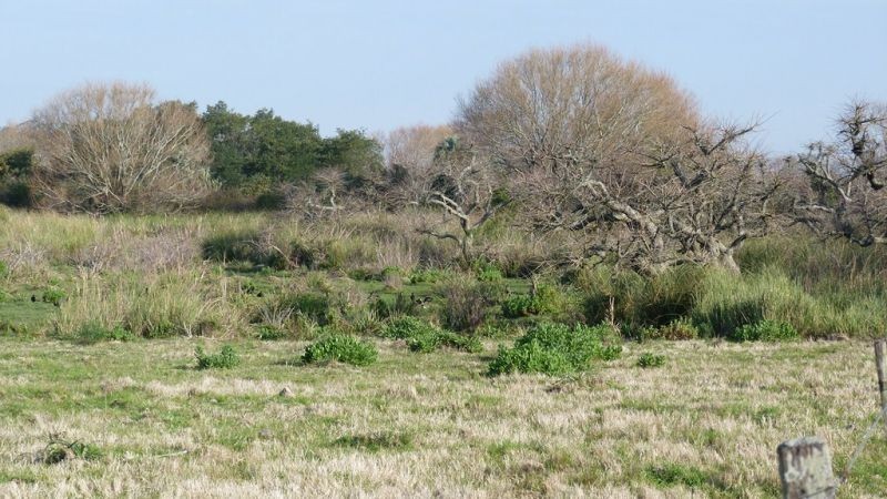 Buen campo ideal pastoreo ubicado a 2 km de San Carlos