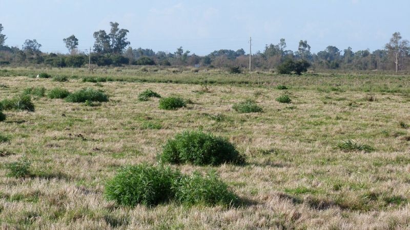 Buen campo ideal pastoreo ubicado a 2 km de San Carlos