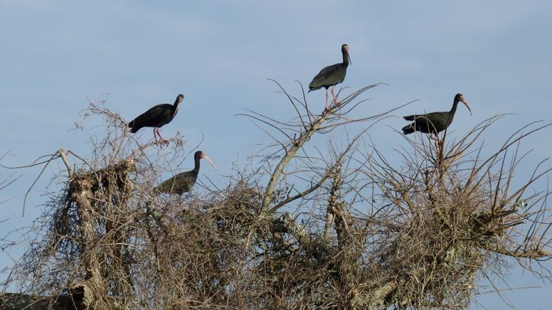 Buen campo ideal pastoreo ubicado a 2 km de San Carlos