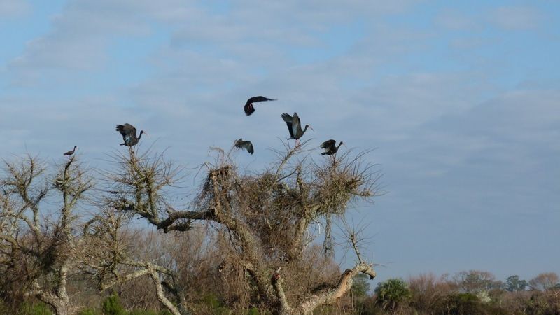 Buen campo ideal pastoreo ubicado a 2 km de San Carlos