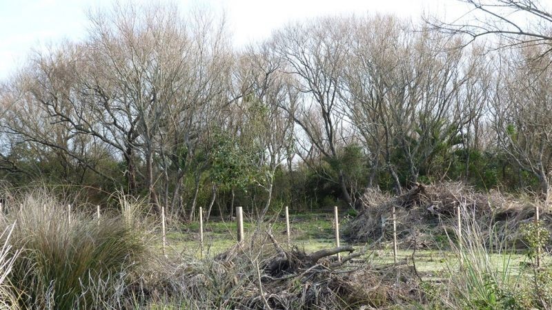 Buen campo ideal pastoreo ubicado a 2 km de San Carlos