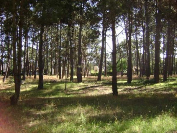 Excelentes terrenos de 1.000 m2 en Parque Burnett con buena financiación