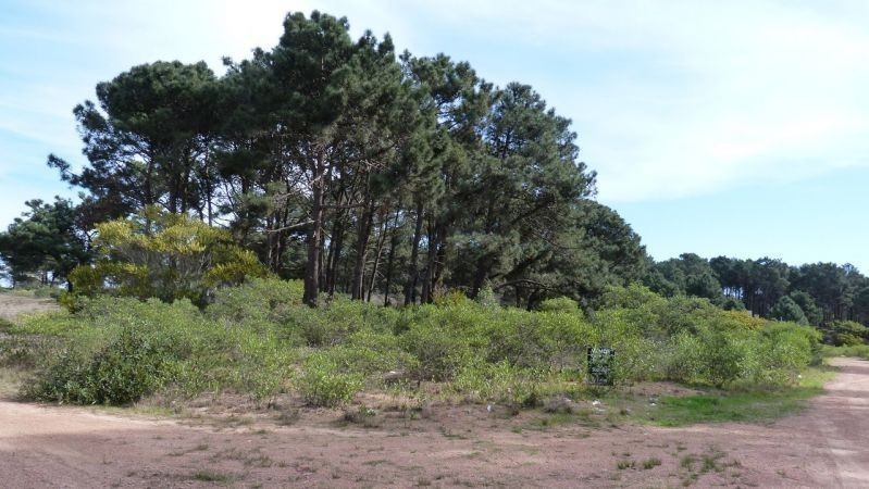Dos lindos terrenos  a solo 100 metros de la avenida y 300 metros de la playa