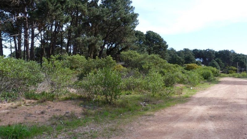 Dos lindos terrenos  a solo 100 metros de la avenida y 300 metros de la playa