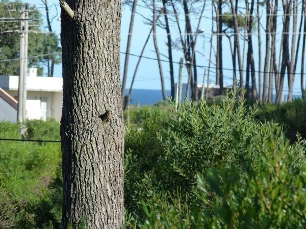 Cuatro terrenos en Chihuahua linderos a solo 300 metros de la playa