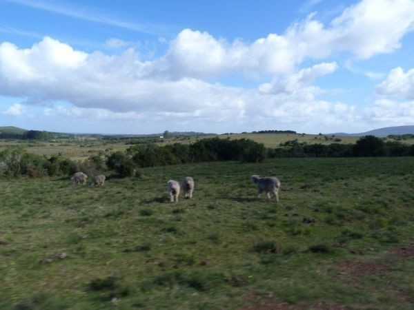 Chacras del cerro, entre la Sierra y el Mar.