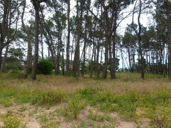 Terrenos en venta Parada 40 de Playa Mansa.
