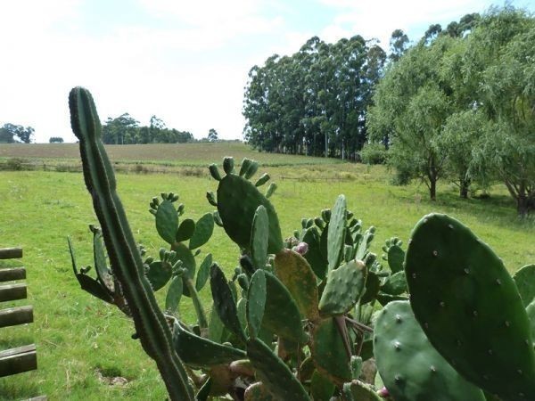 Muy linda chacra en la zona de Los Ceibos con muy buena casa.
