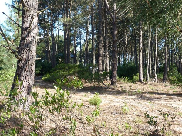 Buen terreno en Chihuahua a 400 metros del mar