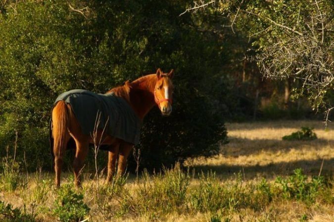 Hermosa chacra en zona de La Pataia