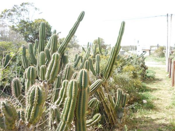 Lote de 450 M2 a media cuadra del mar