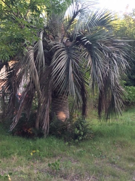 Terreno en venta en el Tesoro