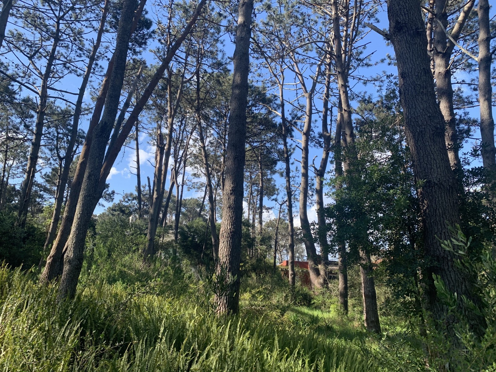 Terreno en venta en Laguna Blanca