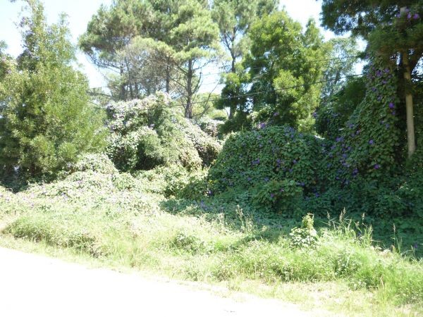 Terreno en venta en Balneario Buenos Aires.