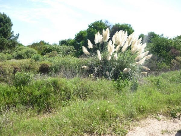 Terreno en venta en Balneario Buenos Aires.