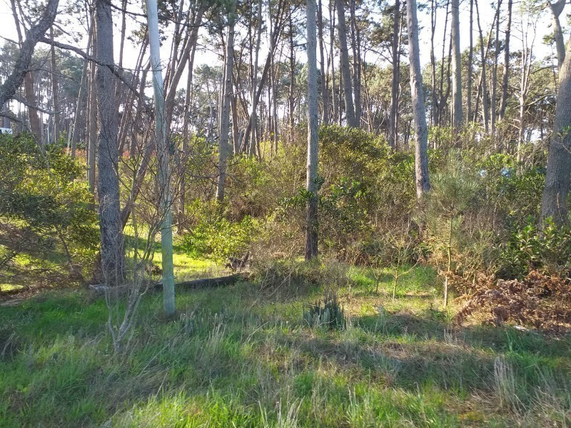 Lindo terreno de 475 mts sobre Avda Oceano 