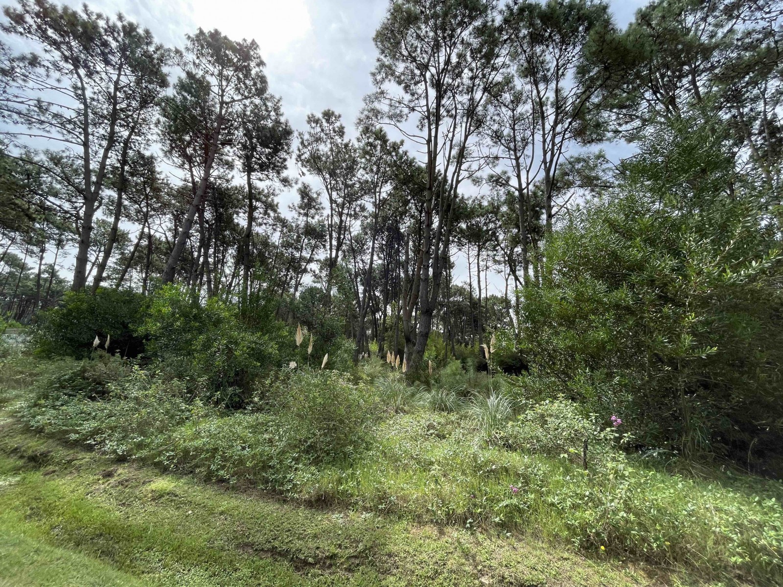 Muy lindo lote esquina en Laguna Blanca en venta