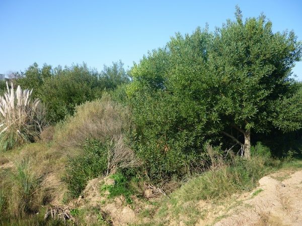 Terreno en venta en Balneario Buenos Aires.