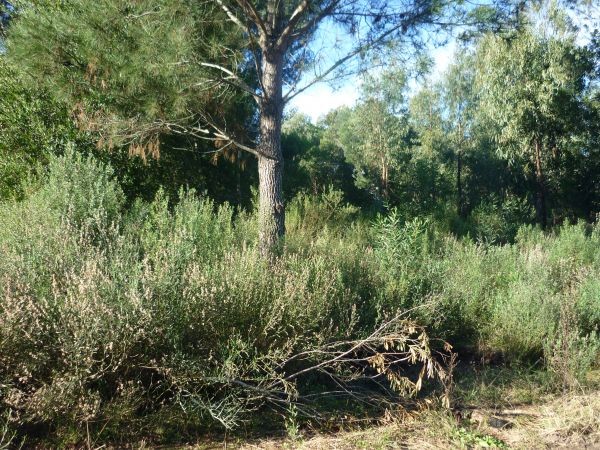 Terreno en venta en Balneario Buenos Aires.