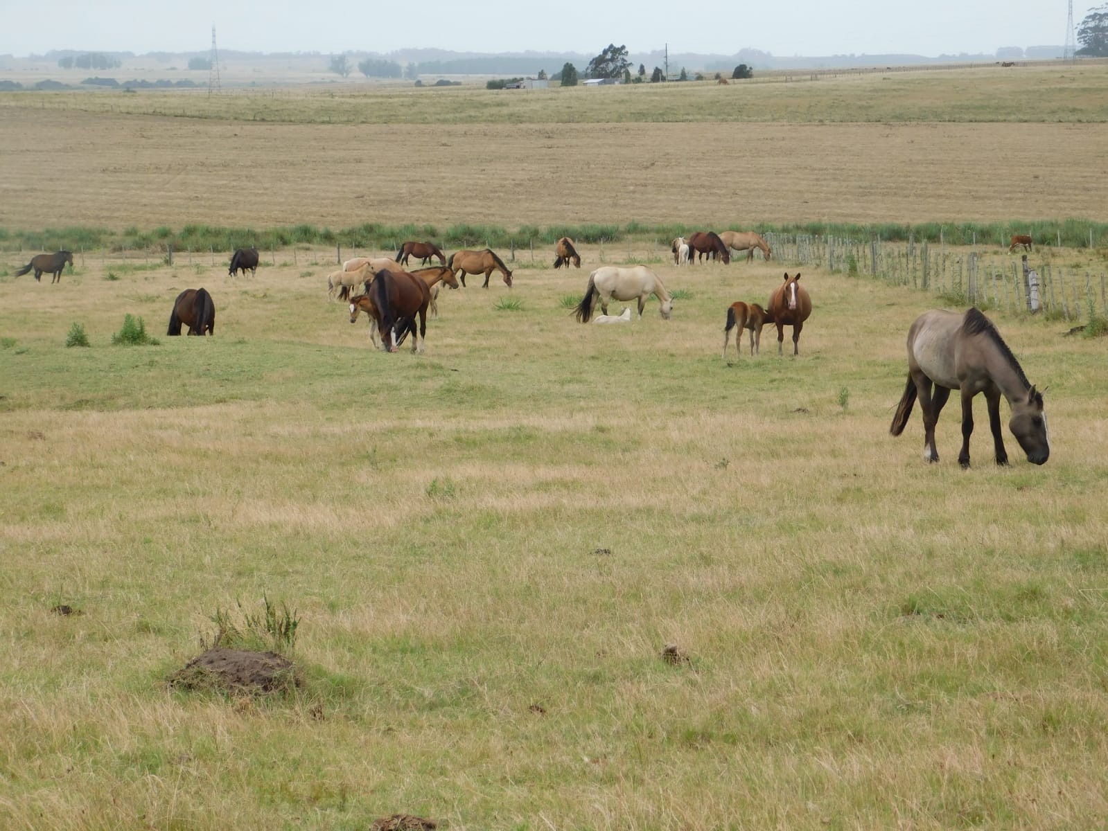 Campo de 35 has en venta