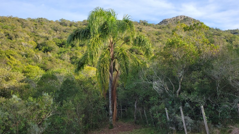 Chacra de 5 hectareas