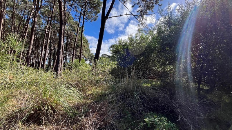 Lote en venta en Montoya